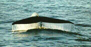 Grey Whales