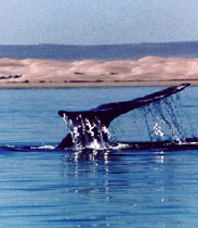 MOre Whales